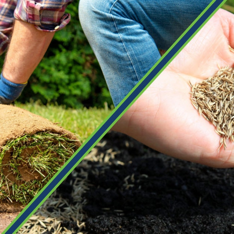 Рулонный или посевной газон — что выбрать? Сравнение, плюсы и минусы, советы по уходу. Узнайте, какой газон лучше для вашего участка.